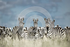 Herd of zebra in the wild savannah, Serengeti, Africa