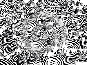 Herd of zebras photo