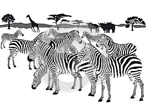 Herd of Zebras