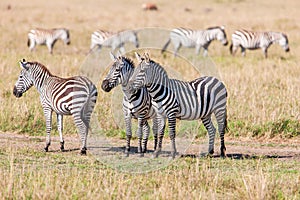 Herd of Zebras