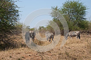 Herd of zebras