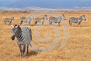 Herd of Zebras