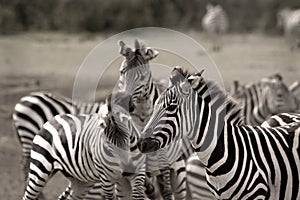 Herd of zebras