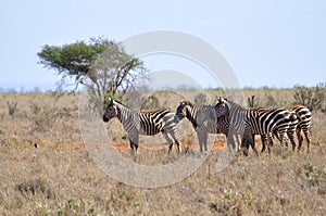 Herd of Zebras in Africa