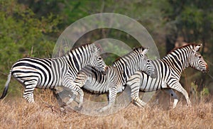 Herd of zebras (African Equids)