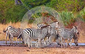 Herd of zebras (African Equids)
