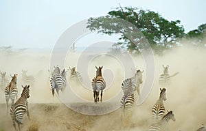 Herd of zebras (African Equids)