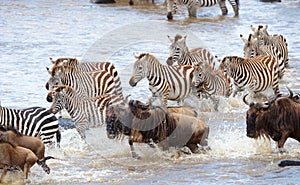 Herd of zebras (African Equids)