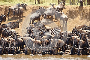 Herd of zebras (African Equids)