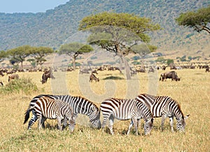 Herd of zebras (African Equids)