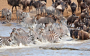 Herd of zebras (African Equids)