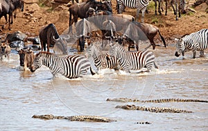 Herd of zebras (African Equids)