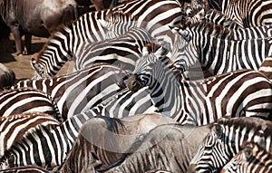 Herd of zebras (African Equids)