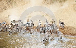 Herd of zebras (African Equids) drinking