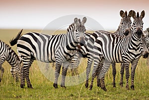 Herd of zebras on african savannah