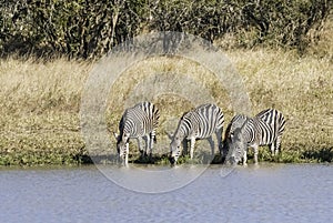 Herd of zebras in the African savannah