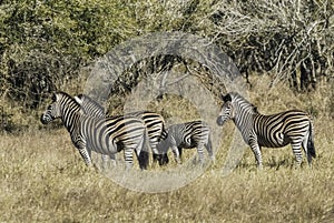 Herd of zebras in the African savannah