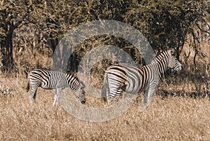 Herd of zebras in the African savannah