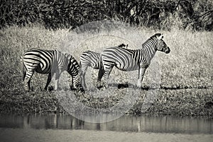 Herd of zebras in the African savannah