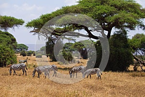 Herd of zebras on african savannah