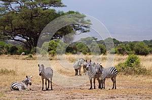 Herd of zebras on african savannah