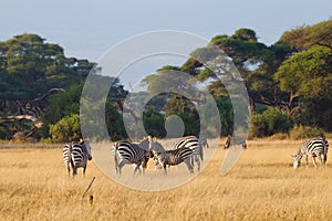 Herd of zebras on african savannah
