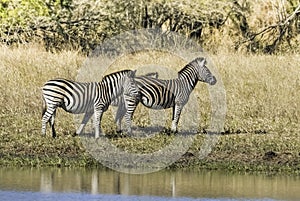 Herd of zebras in the African savannah