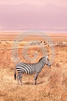 Herd of zebras in african savannah. Zebra with pattern of black and white stripes. Wildlife scene from nature in Africa. Safari in