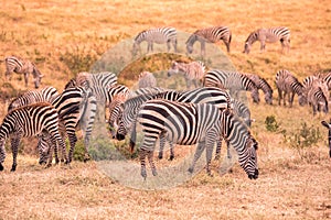 Herd of zebras in african savannah. Zebra with pattern of black and white stripes. Wildlife scene from nature in Africa. Safari in