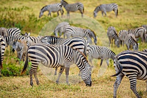 Herd of zebras in african savannah. Zebra with pattern of black and white stripes. Wildlife scene from nature in Africa. Safari in