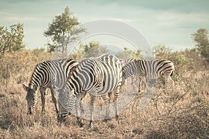 Herd of Zebras in the bush. Wildlife Safari in the Kruger National Park, major travel destination in South Africa.