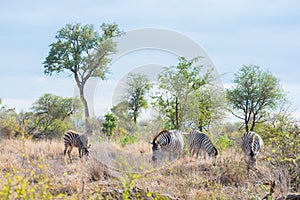 Herd of Zebras in the bush. Wildlife Safari in the Kruger National Park, major travel destination in South Africa.