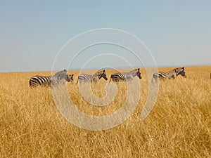 Herd of zebras congregate in a sunlit grassy field, their black and white stripes contrasting