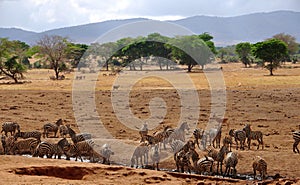 Herd of Zebras drinking at water hole