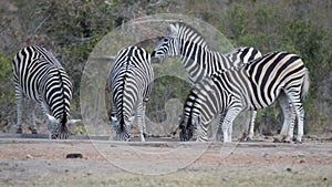 Herd of Zebras drinking from waterhole.