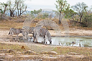Herd of Zebras drinking from waterhole in the bush. Wildlife Safari in the Kruger National Park, major travel destination in South