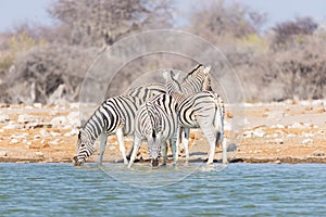 Herd of Zebras drinking from waterhole. Wildlife Safari in the Etosha National Park, majestic travel destination in Namibia