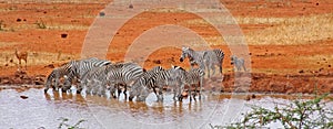 A herd Zebras drinking at the Watering Hole in red barren landscape of  Tsavo West National Park. Kenya, Africa. 