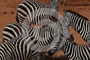 Herd of Zebras in the dust