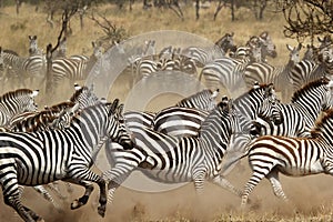 Herd of zebras gallopping