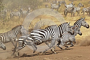 Herd of zebras gallopping