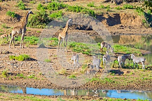 Herd of Zebras, Giraffes and Antelopes grazing on Shingwedzi riverbank in the Kruger National Park, major travel destination in So