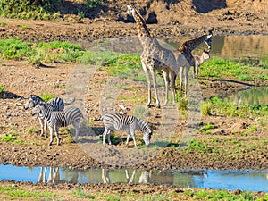 Herd of Zebras, Giraffes and Antelopes grazing on Shingwedzi riverbank in the Kruger National Park, major travel destination in So