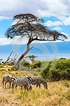 Herd of zebras graze in the savannah