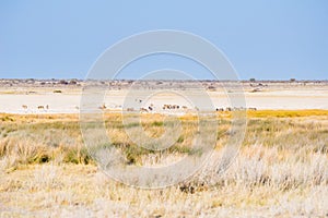 Herd of Zebras grazing in the bush. Wildlife Safari in the Etosha National Park, majestic travel destination in Namibia, Africa.