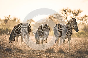 Herd of Zebras grazing in the bush. Wildlife Safari in the Kruger National Park, major travel destination in South Africa. Toned