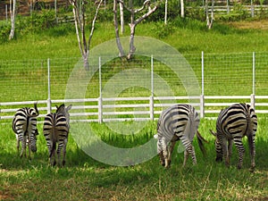Herd Zebras are grazing  with green field background.