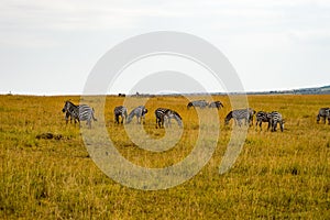 Herd of zebras grazing in the savannah