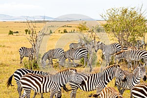 Herd of zebras grazing in the savannah