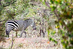 Herd of zebras grazing in the savannah